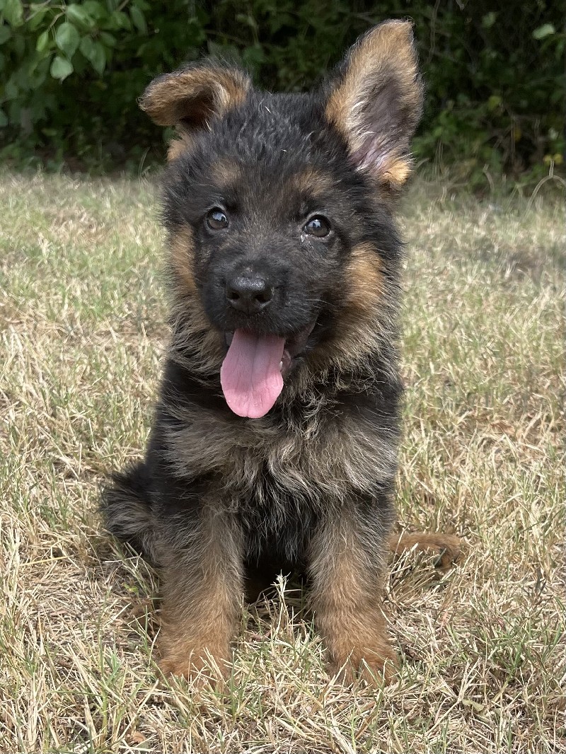 Gibby vom Nevadahaus | Nevada Haus German Shepherd Puppy