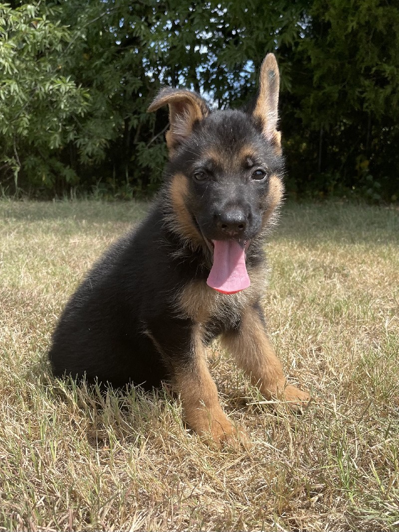 Grady vom Nevadahaus *Breeder's Choice* | Nevada Haus German Shepherd Puppy