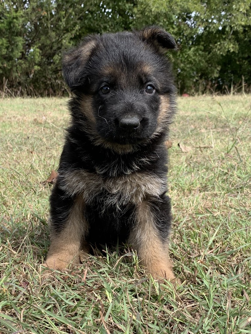 Griffin vom Nevadahaus | Nevada Haus German Shepherd Puppies