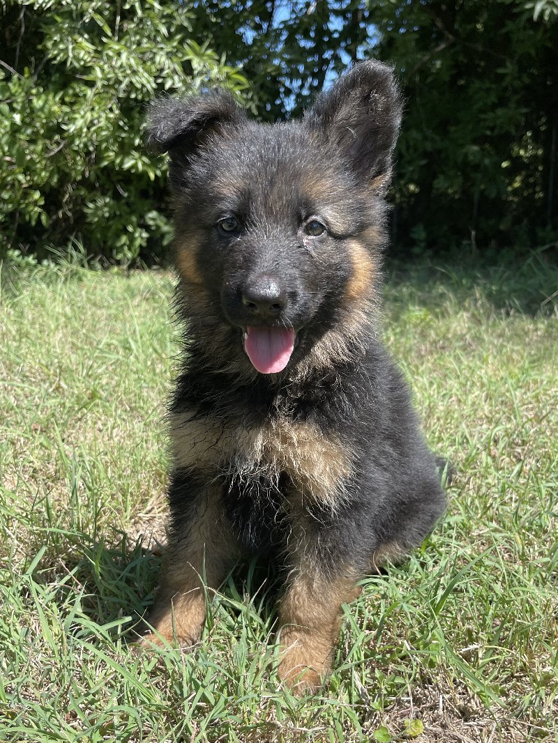 Harriet vom Nevadahaus | Nevada Haus German Shepherd Puppy