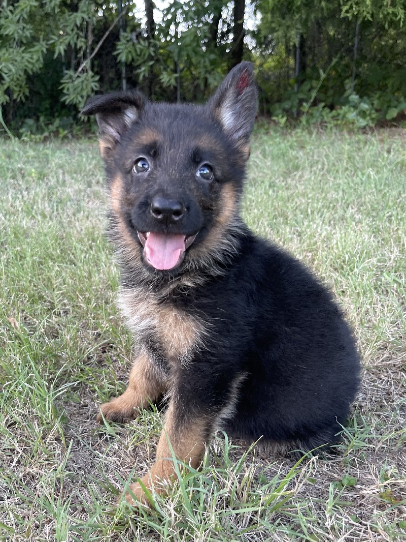 Hazel vom Nevadahaus *Breeder's Choice* | Nevada Haus German Shepherd Puppy