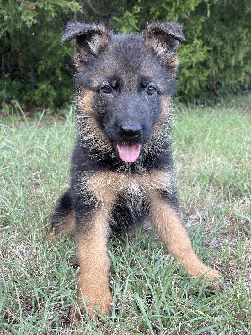 Heidi vom Nevadahaus | Nevada Haus German Shepherd Puppy