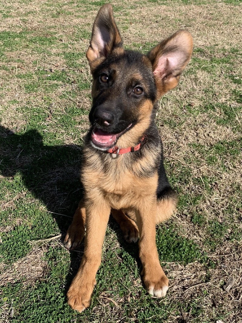 Hendrix vom Nevadahaus | Nevada Haus German Shepherd Puppies