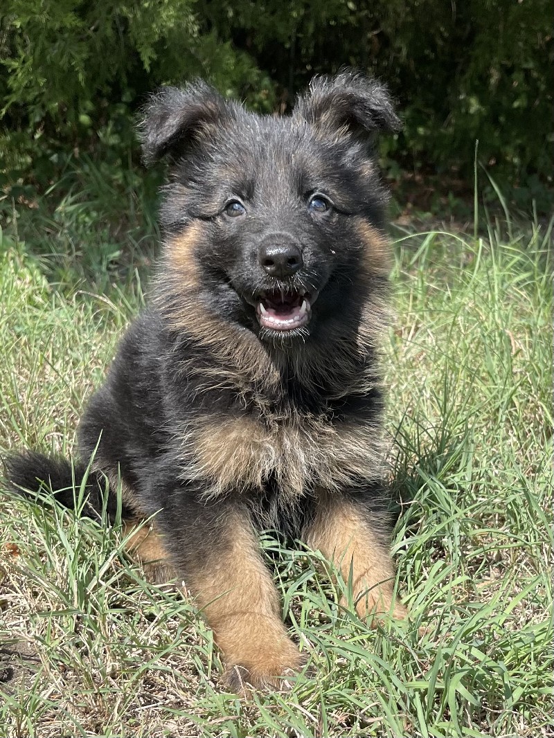 Honey vom Nevadahaus | Nevada Haus German Shepherd Puppy