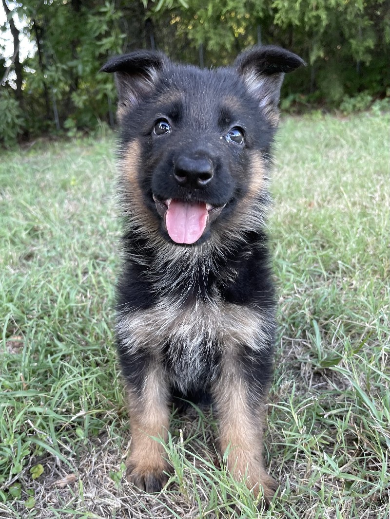 Honor vom Nevadahaus | Nevada Haus German Shepherd Puppy