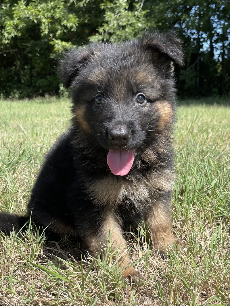 Hyde vom Nevadahaus *Breeder's Choice* | Nevada Haus German Shepherd Puppy