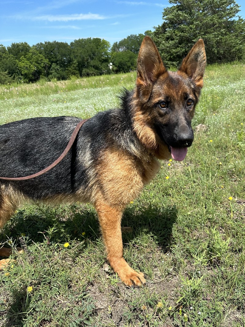 Quince vom Nevadahaus | Nevada Haus German Shepherd Puppies