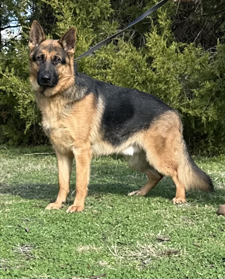 Devon vom Nevadahaus | Nevada Haus German Shepherd Puppies