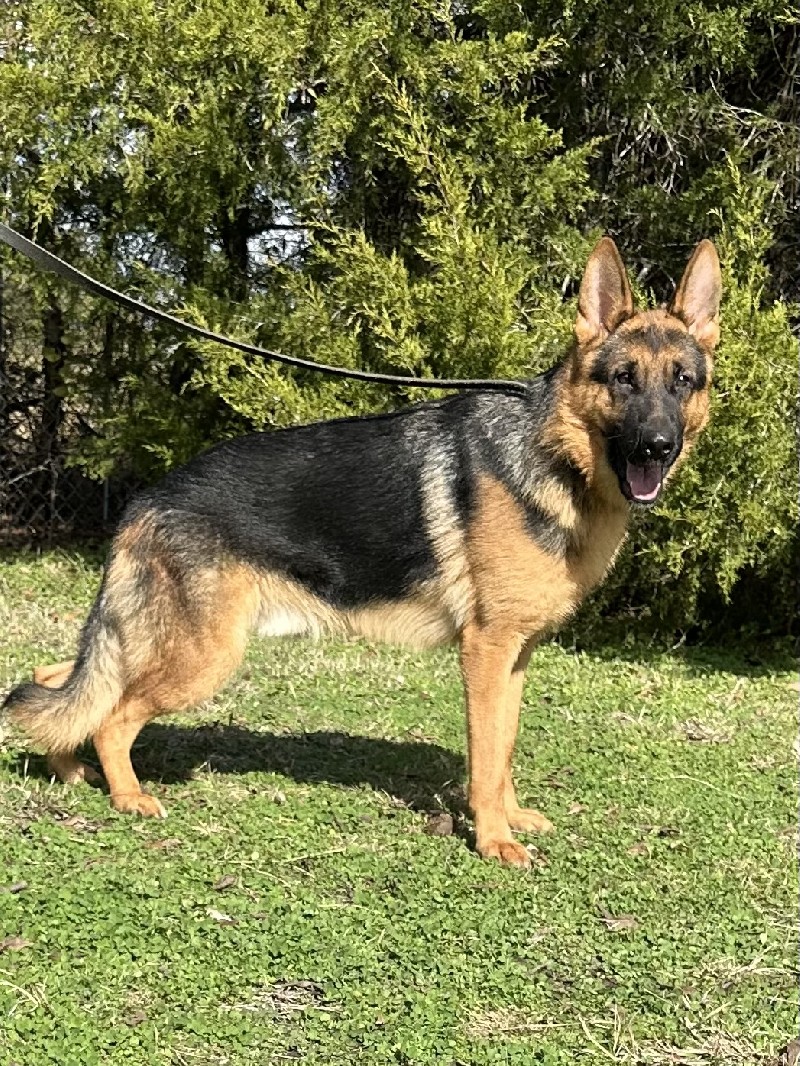 Dante vom Nevadahaus | Nevada Haus German Shepherd Puppies