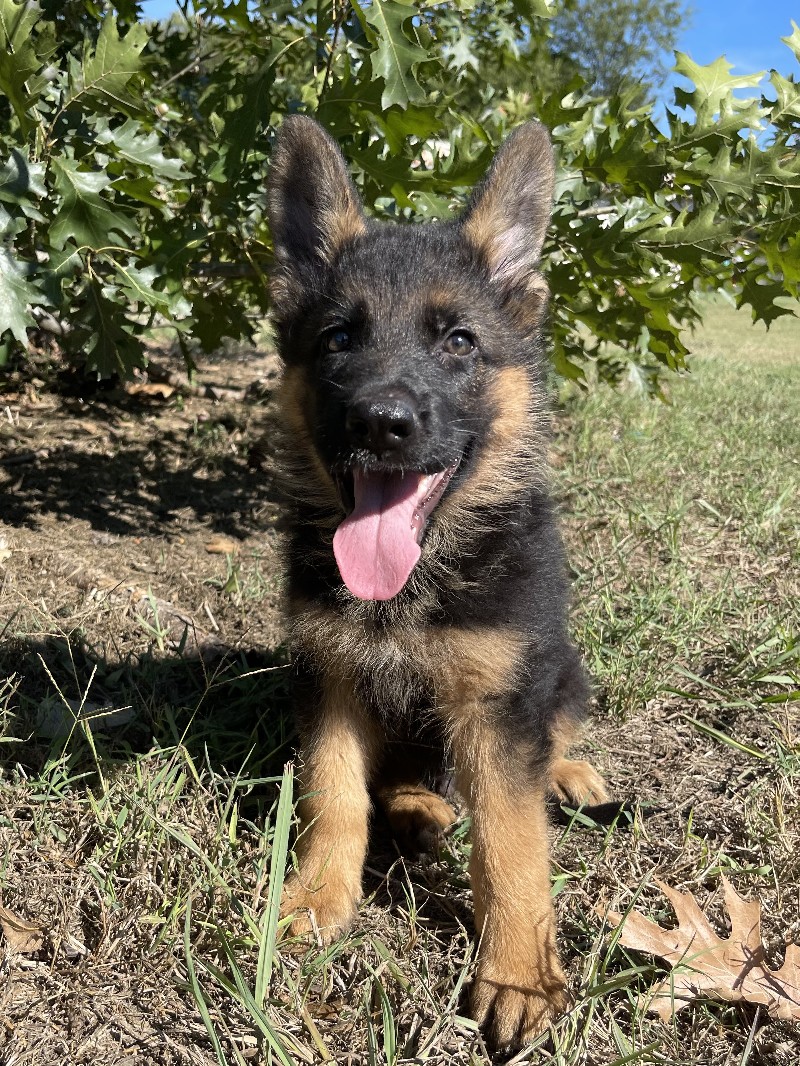 Ian vom Nevadahaus | Nevada Haus German Shepherd Puppy