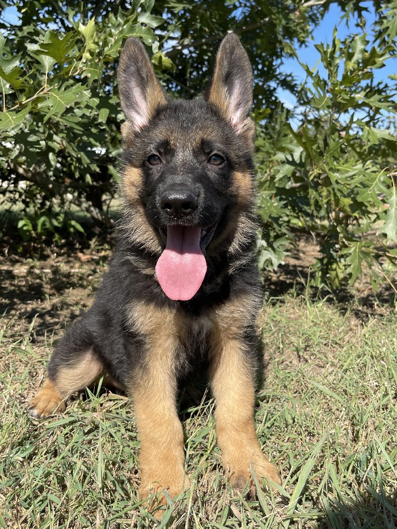 Isaac vom Nevadahaus | Nevada Haus German Shepherd Puppy