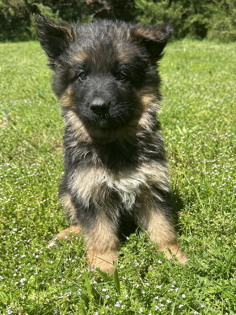 Iska vom Nevadahaus | Nevada Haus German Shepherd Puppies