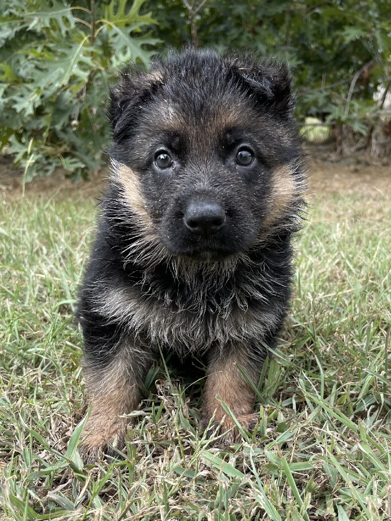 Ivan vom Nevadahaus | Nevada Haus German Shepherd Puppy