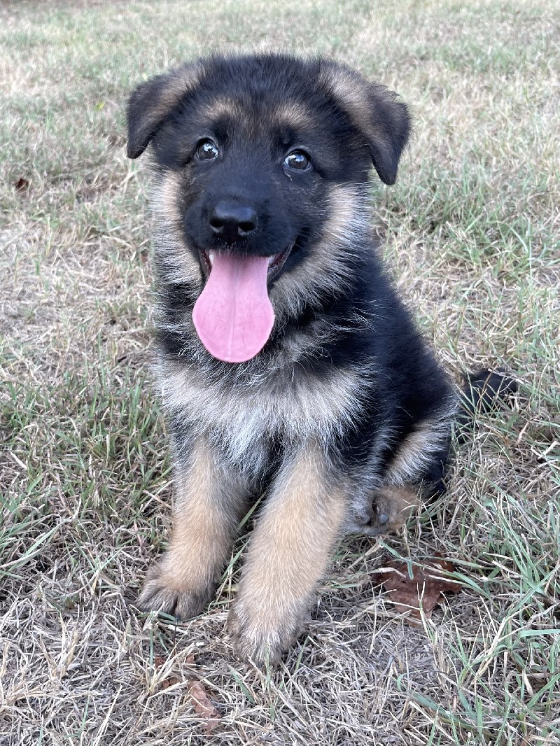 Janie vom Nevadahaus *Breeder's Choice* | Nevada Haus German Shepherd Puppies