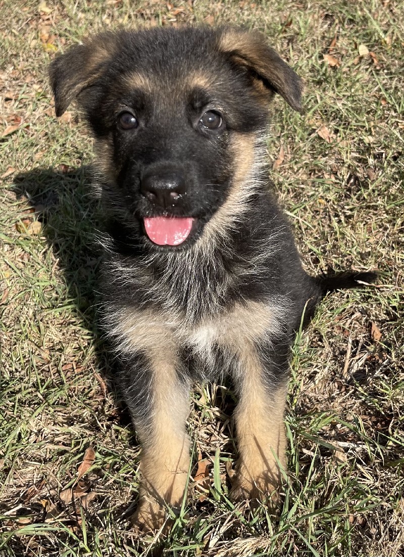 Jenna vom Nevadahaus | Nevada Haus German Shepherd Puppies