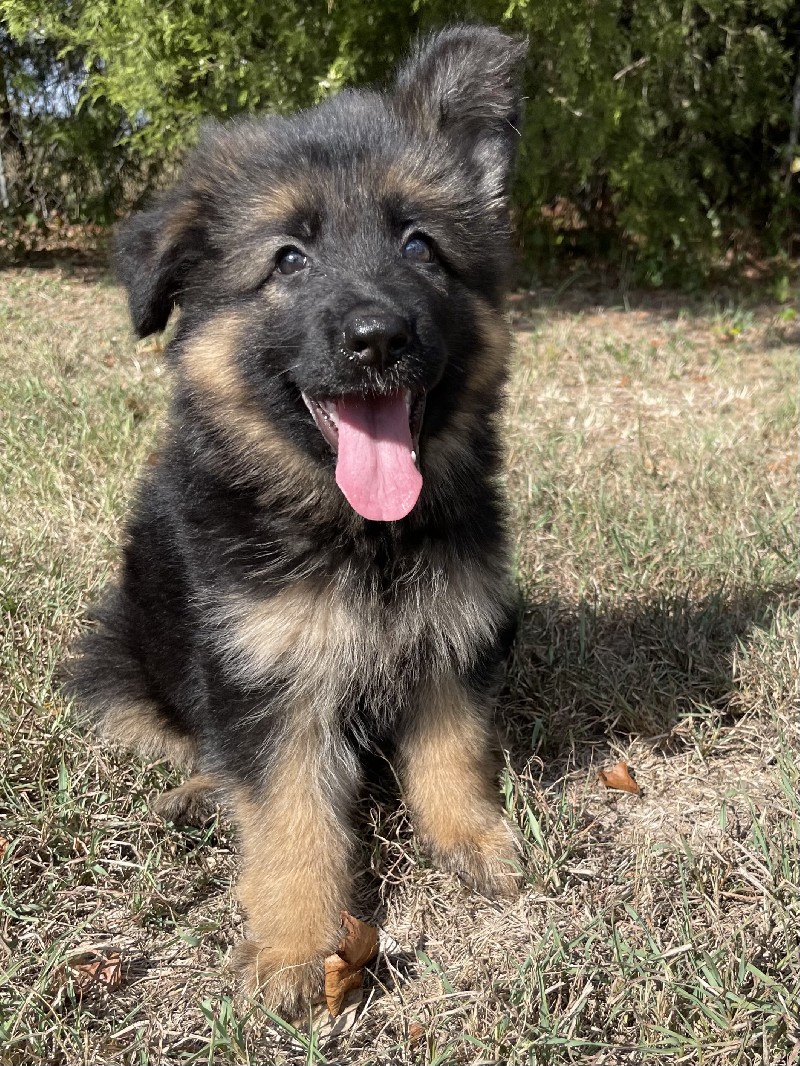 Jewel vom Nevadahaus | Nevada Haus German Shepherd Puppies