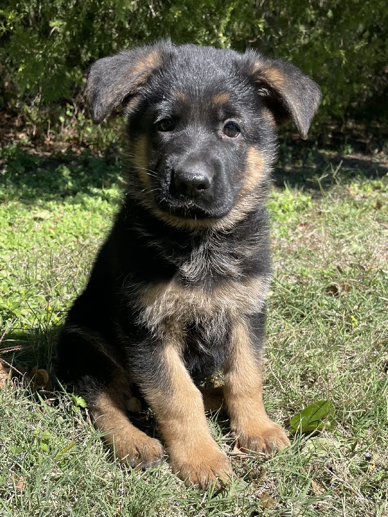 Kameron vom Nevadahaus | Nevada Haus German Shepherd Puppies