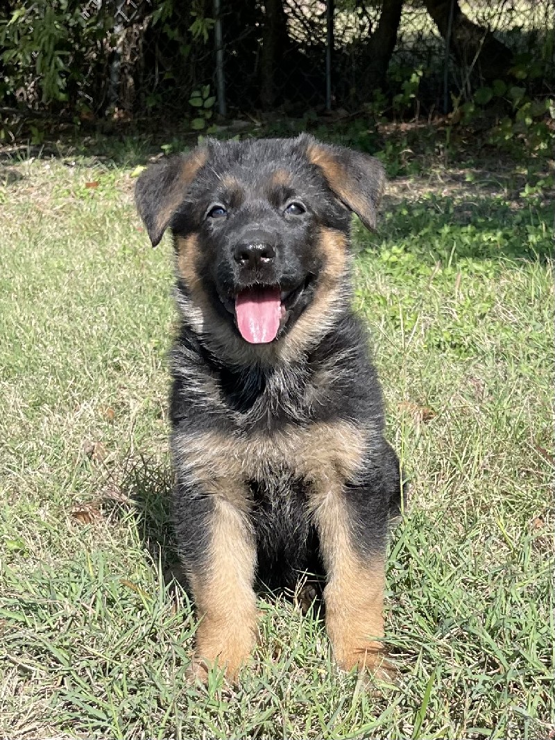 Kenzie vom Nevadahaus | Nevada Haus German Shepherd Puppies