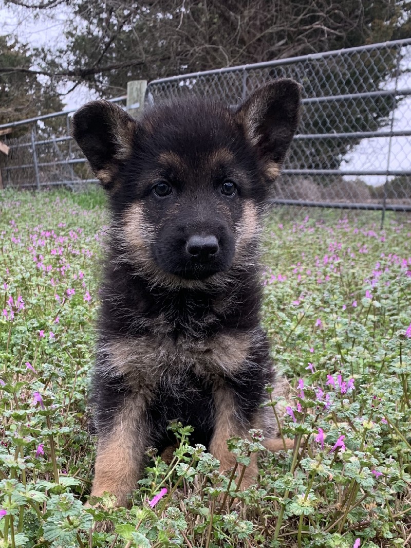 Lucas vom Nevadahaus - German Shepherd Puppies