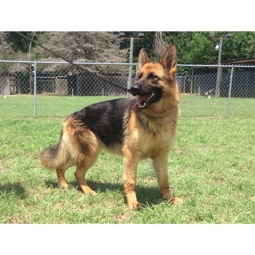 Magpie vom Nevadahaus | German Shepherd Breeding Females | Nevada Haus