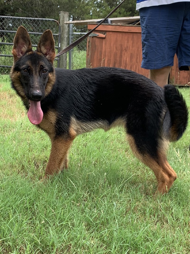 Michele vom Nevadahaus | Nevada Haus German Shepherd Puppies