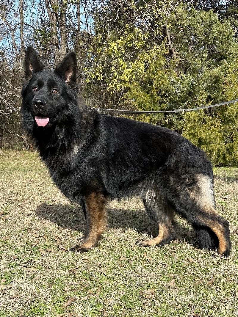 Mohawk von der Queencalibras House | German Shepherd Stud