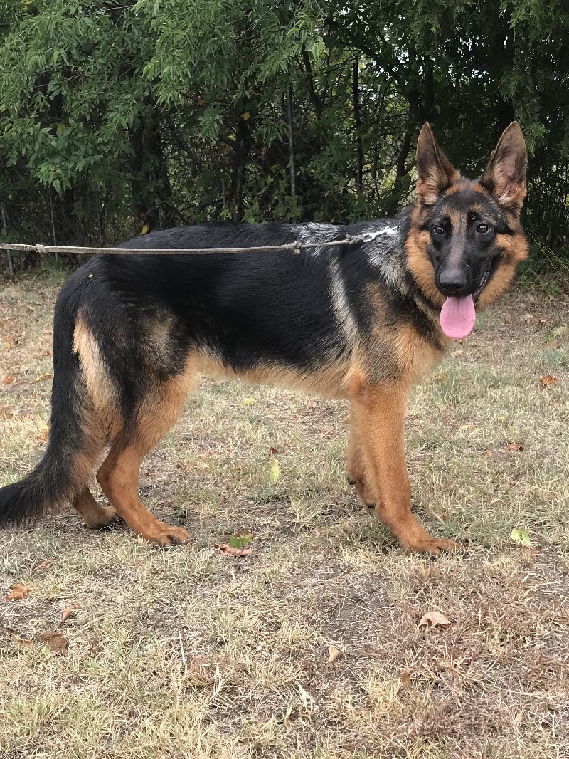 Nadia vom Nevadahaus **Breeder's Choice** | Female German Shepherd for Sale | Nevada Haus