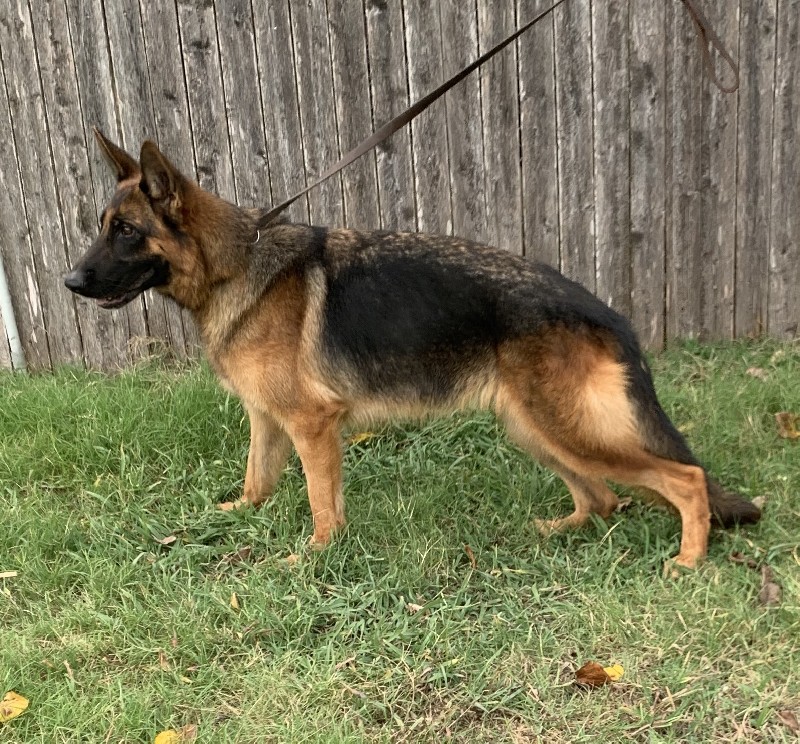 Nadia vom Nevadahaus | Nevada Haus German Shepherds