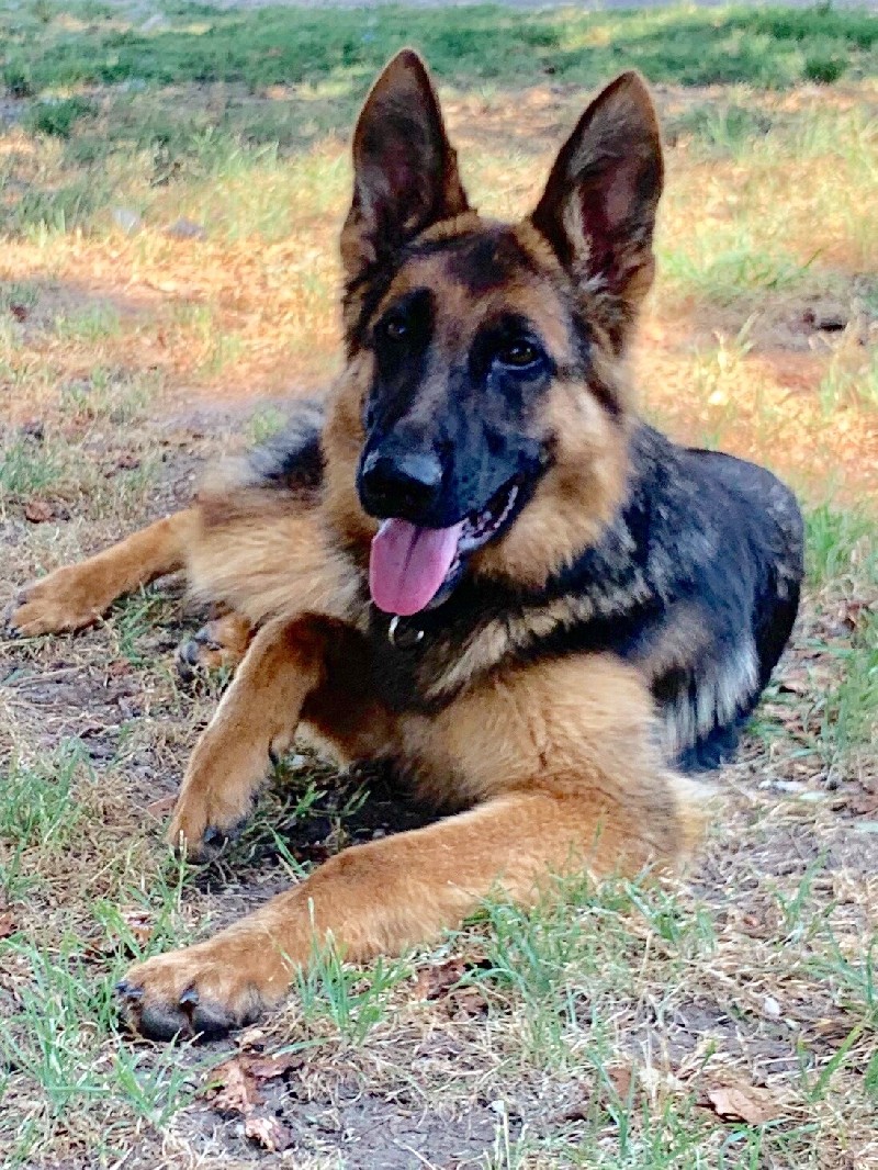 Dax vom Nevadahaus | Nevada Haus German Shepherd Puppies