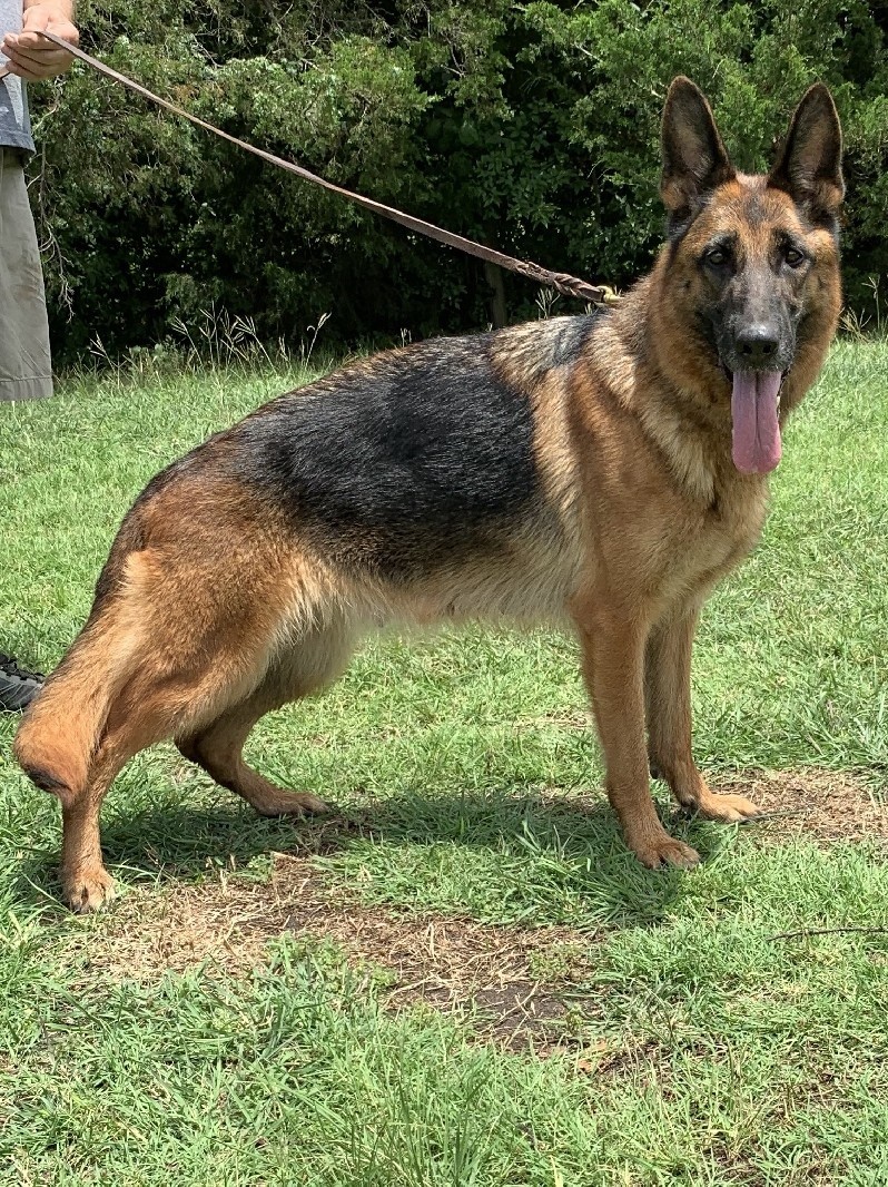 Puppies of Cuba and Held Born 07/16/19 One Male and One Female