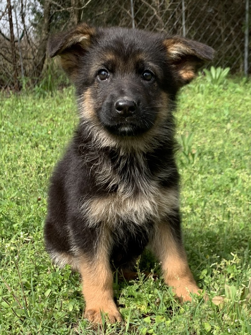 Oprah vom Nevadahaus | Nevada Haus German Shepherd Puppies