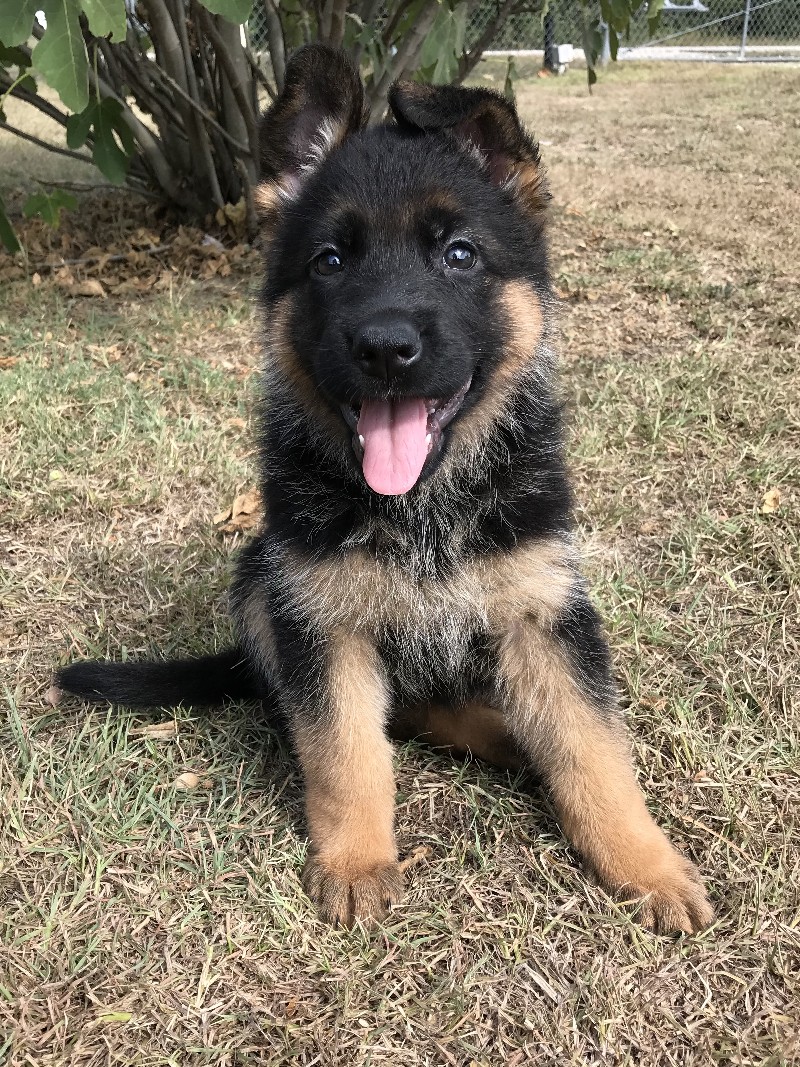 female german shepherd puppy for sale