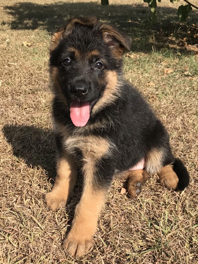 Sabrina vom Nevadahaus | Female German Shepherd Puppy for Sale