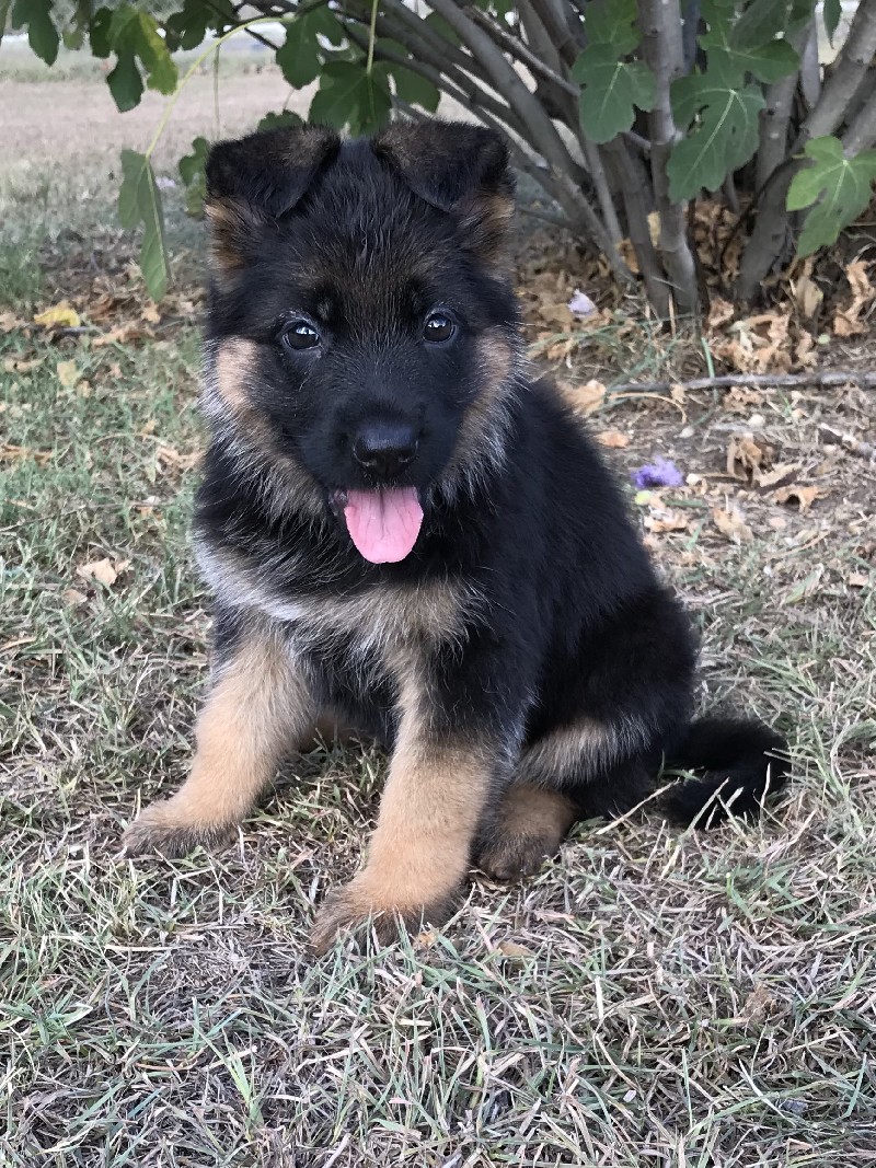 female german shepherd puppy for sale