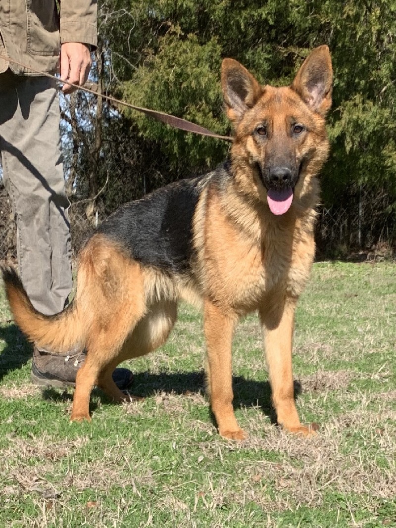 Taffy vom Nevadahaus | German Shepherd Breeding Females