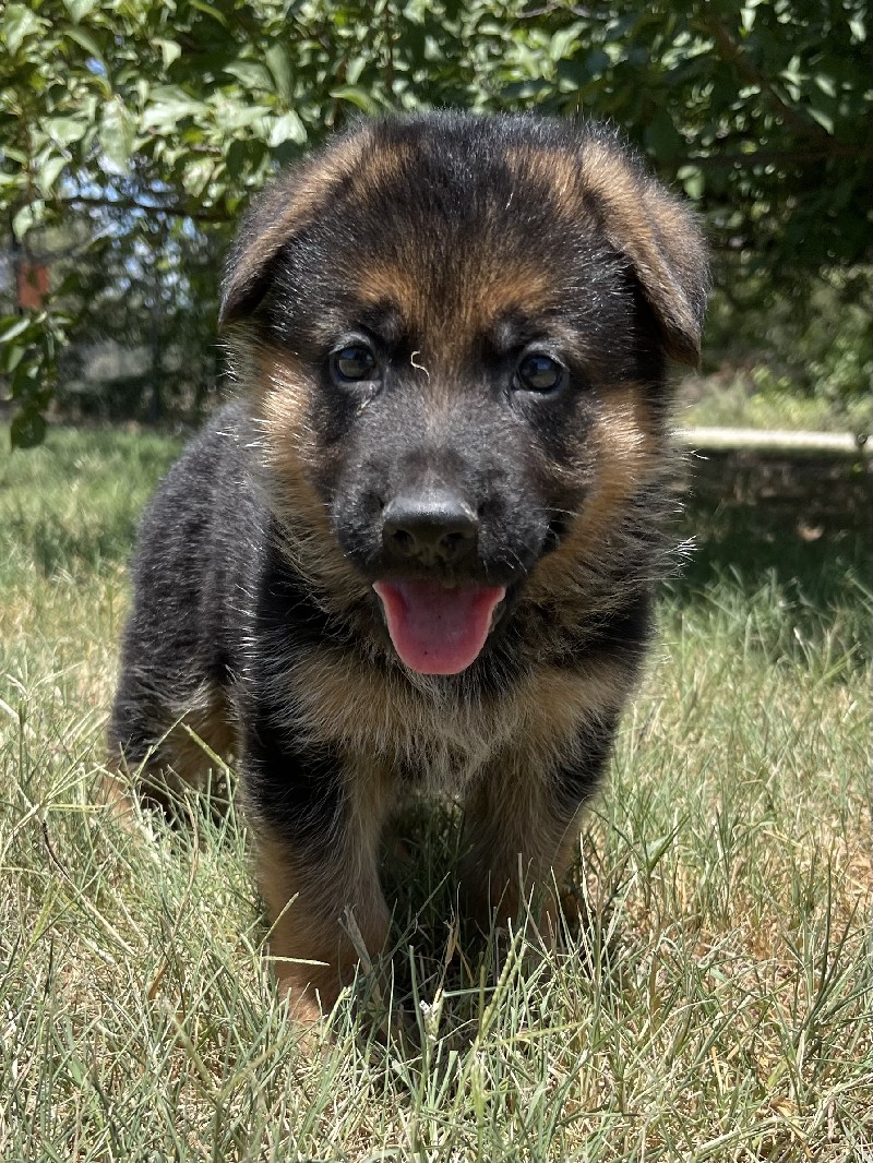 Tanner vom Nevadahaus | Nevada Haus German Shepherd Puppies