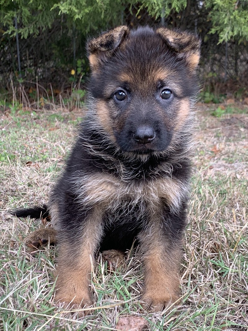 Tanwen vom Nevadahaus | Nevada Haus German Shepherd Puppies