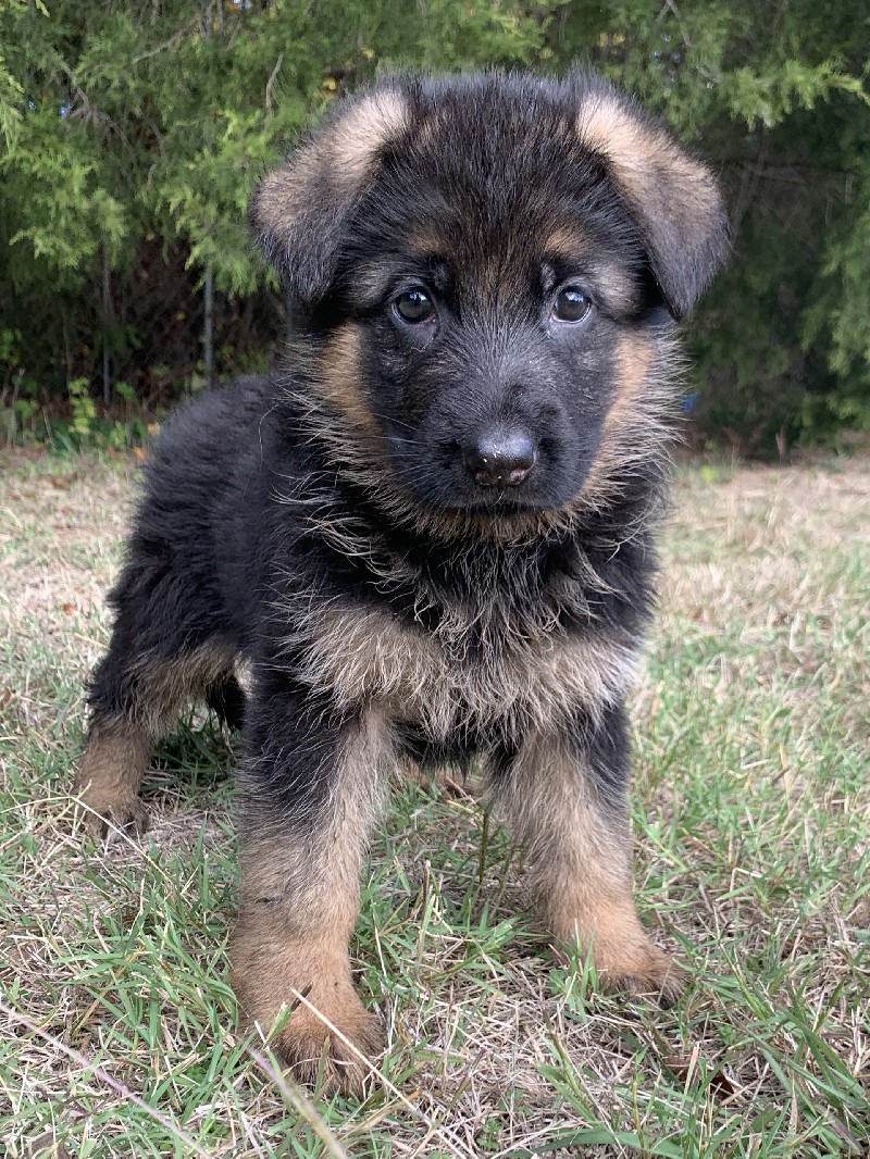 Tintallie vom Nevadahaus | Nevada Haus German Shepherd Puppies