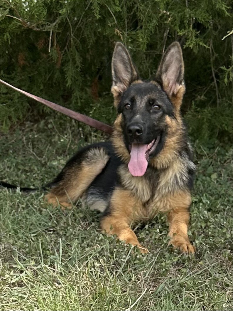 Uba vom Zellwaldrand | Nevada Haus German Shepherd Puppies