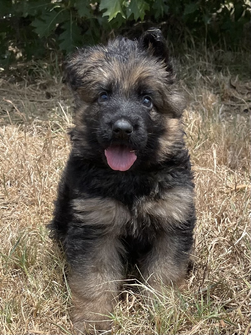 Urban vom Nevadahaus | Nevada Haus German Shepherd Puppies