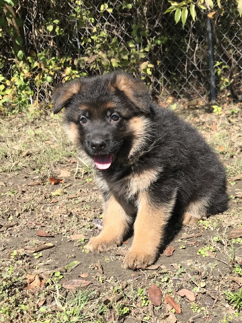 Ursie vom Nevadahaus **Breeder's Choice** | Female German Shepherd ...