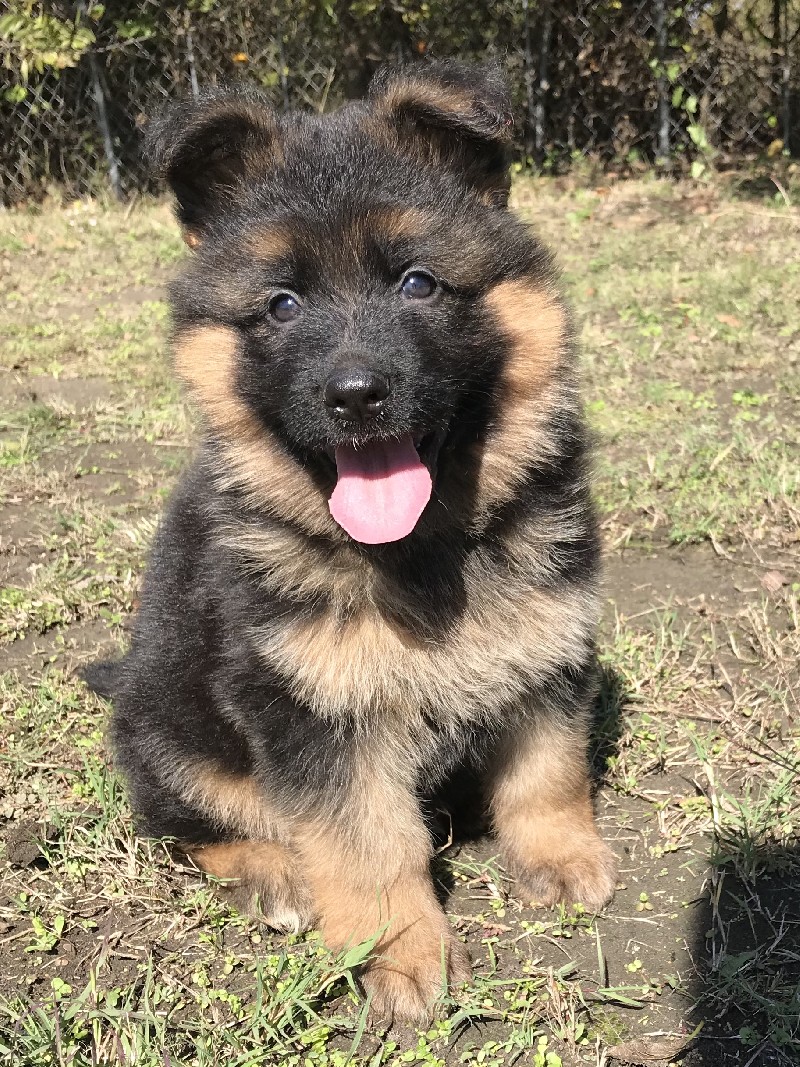 Uschi vom Nevadahaus | Female German Shepherd Puppy for Sale