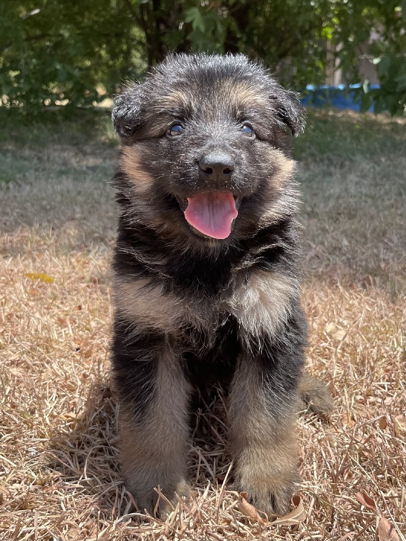 Usher vom Nevadahaus | Nevada Haus German Shepherd Puppies