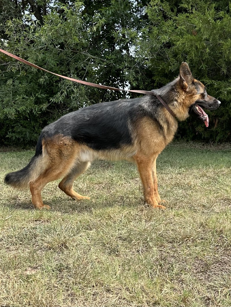 V Shaggy vom Neuen Berg IGP1 KKL | German Shepherd Stud