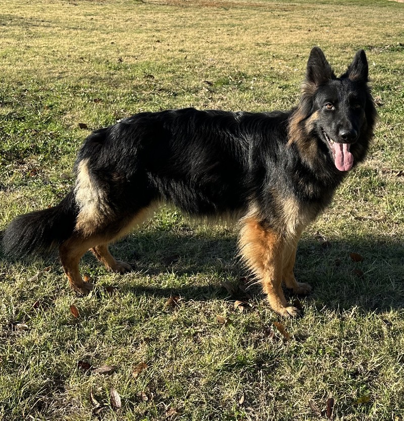 Vanessa vom Nevadahaus | German Shepherd Breeding Female