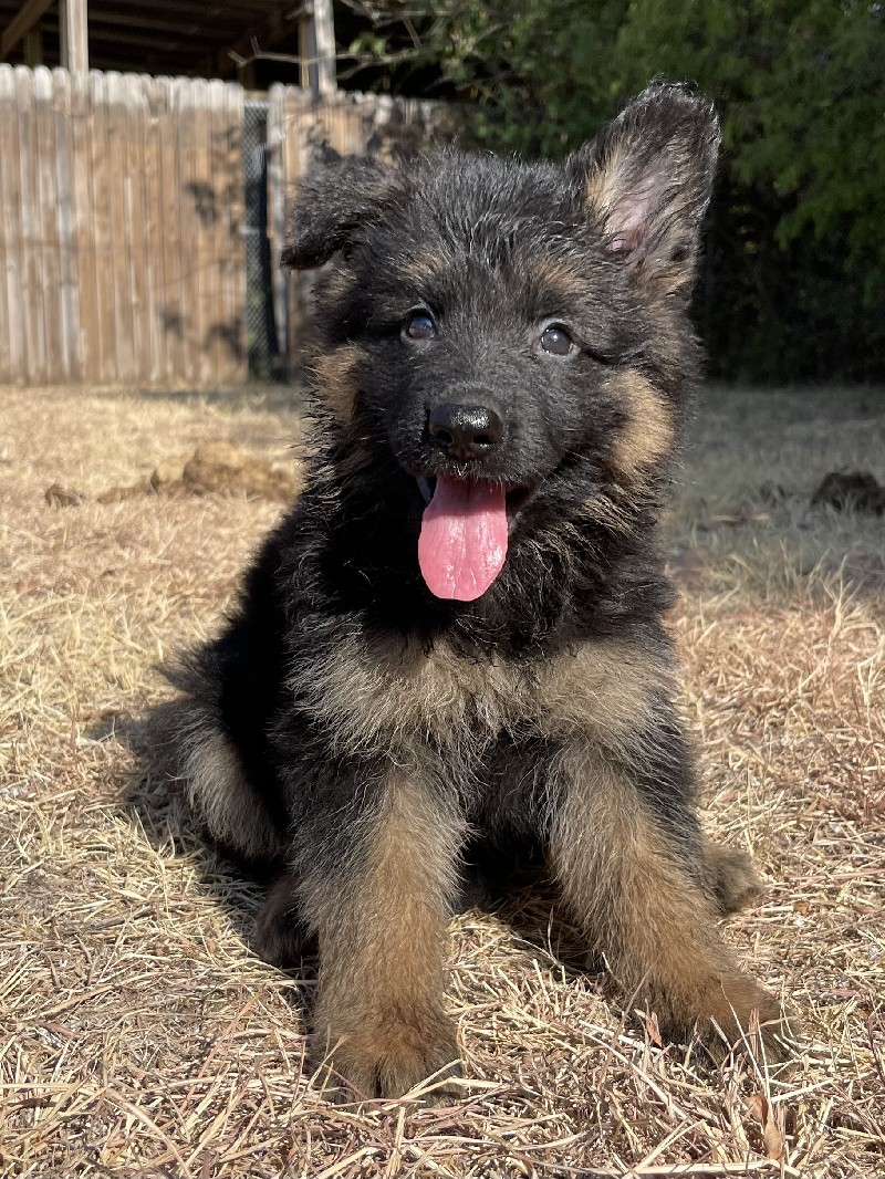 Vanessa vom Nevadahaus | Nevada Haus German Shepherd Puppies