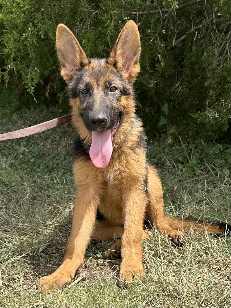 Vinzent vom Zellwaldrand | Nevada Haus German Shepherd Puppies