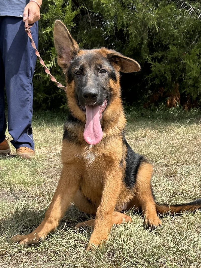 Vitus vom Zellwaldrand | Nevada Haus German Shepherd Puppies