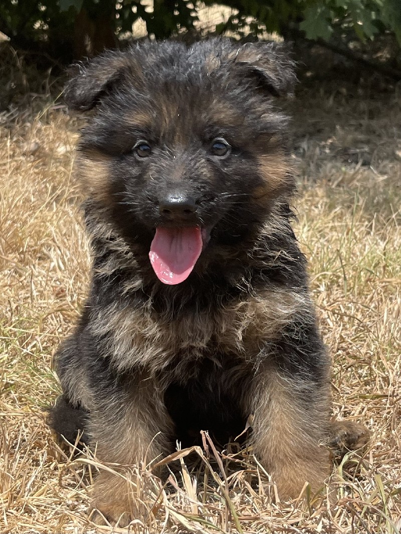 Weston vom Nevadahaus | Nevada Haus German Shepherd Puppies