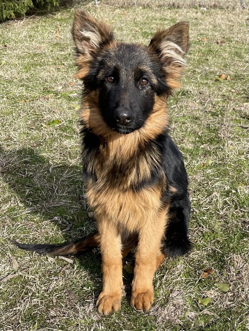 Whimsey vom Nevadahaus | Nevada Haus German Shepherd Puppies